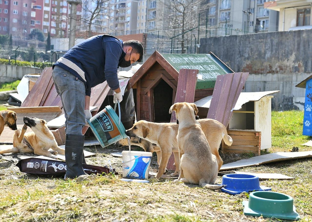 Esenyurt Belediyesi Sokak Hayvanlarına Mama Ve Su Desteğini Sürdürüyor