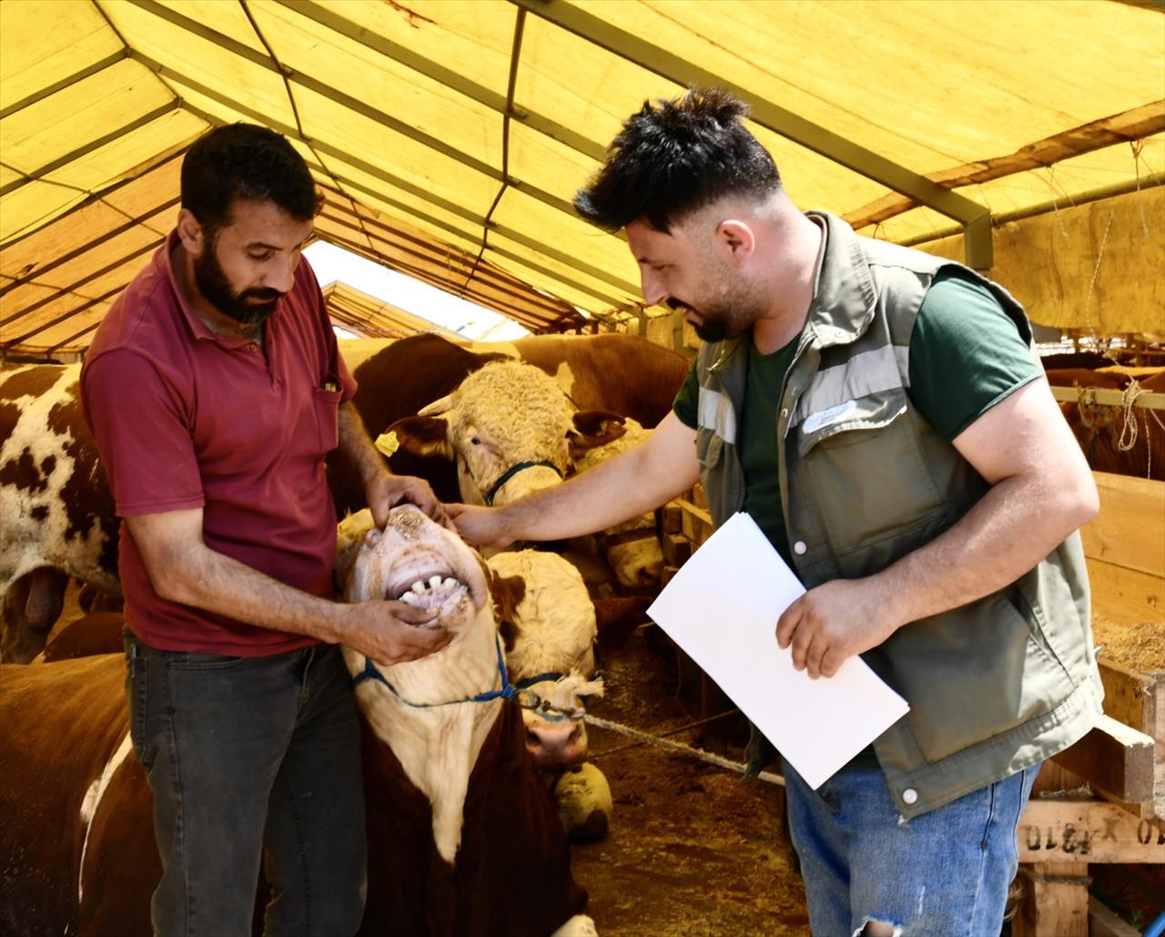 Kurban Pazarının 1 Ton 200 Kiloluk Kral’ı Alıcısını Bekliyor