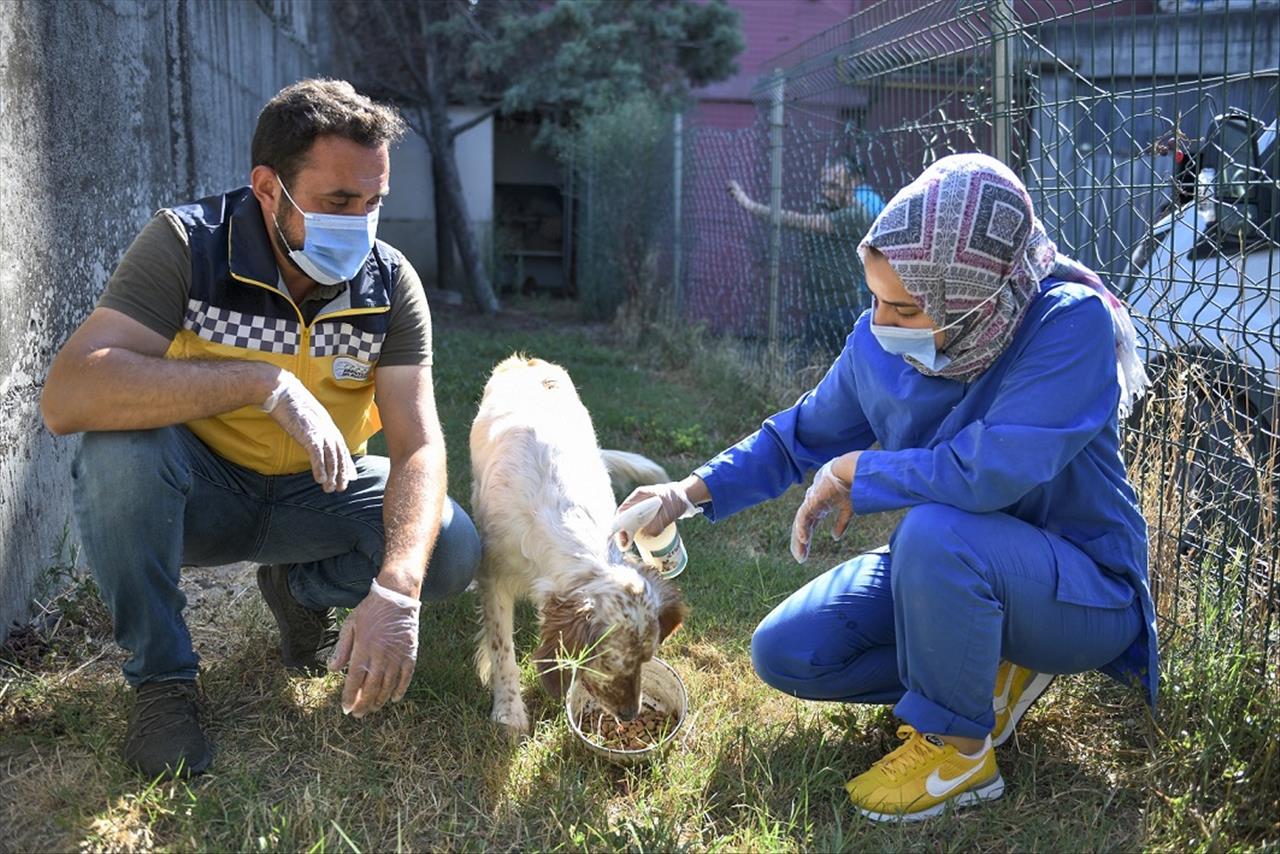 Esenyurt Belediyesi Sokak Hayvanlarını Sahiplendiriyor