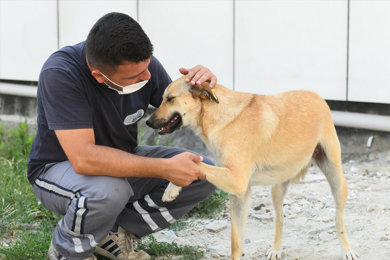 Sokak Hayvanlarına Mama Ve Su Desteği Devam Ediyor