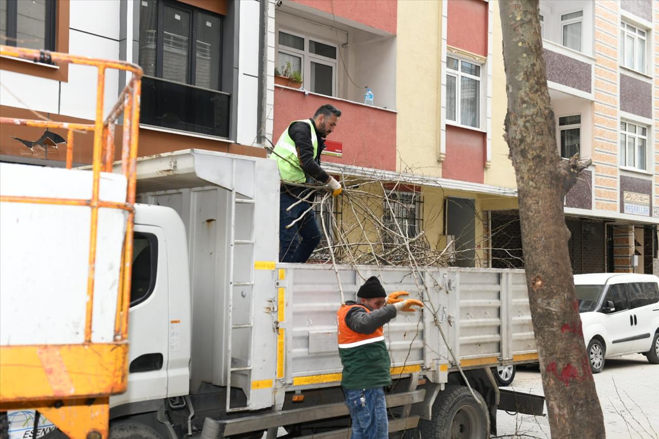 Esenyurt'ta Ağaçlar Budanıyor