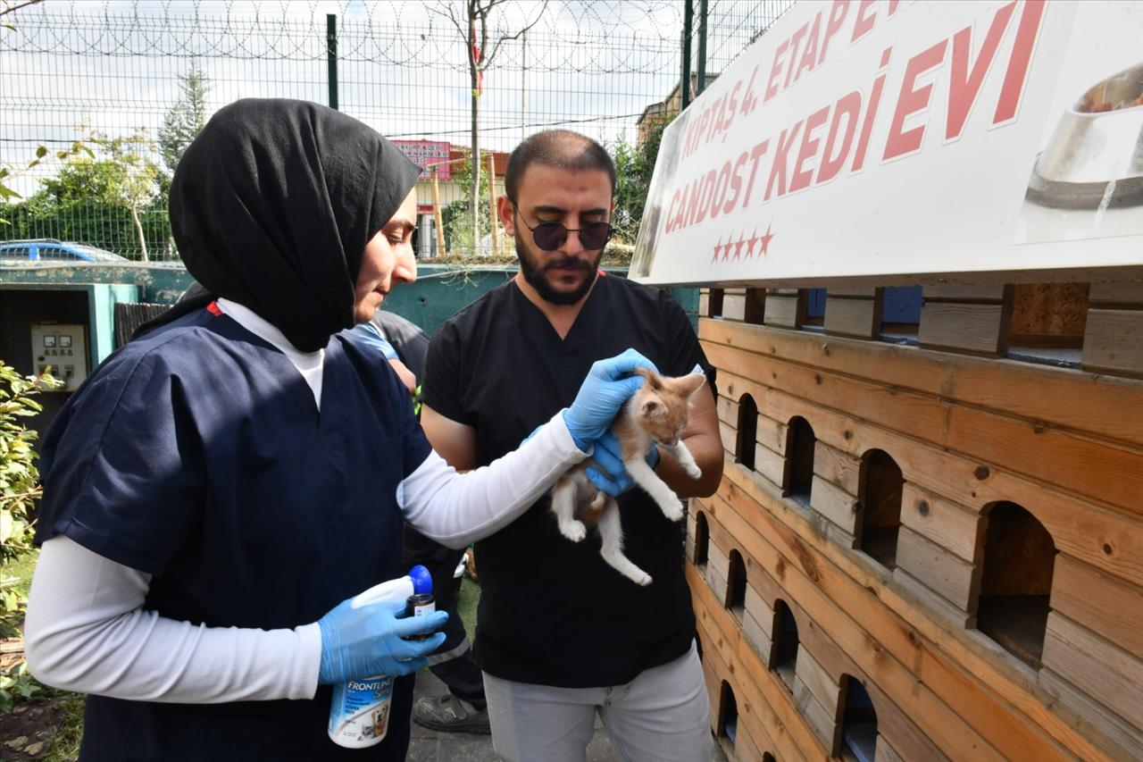 Sokak Hayvanlarının Sağlığı İçin Çalışıyorlar