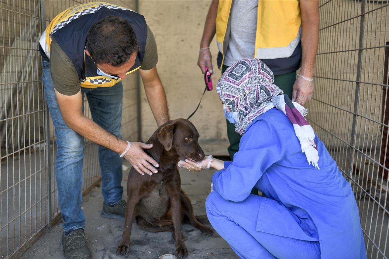 Esenyurt Belediyesi Sokak Hayvanlarını Sahiplendiriyor