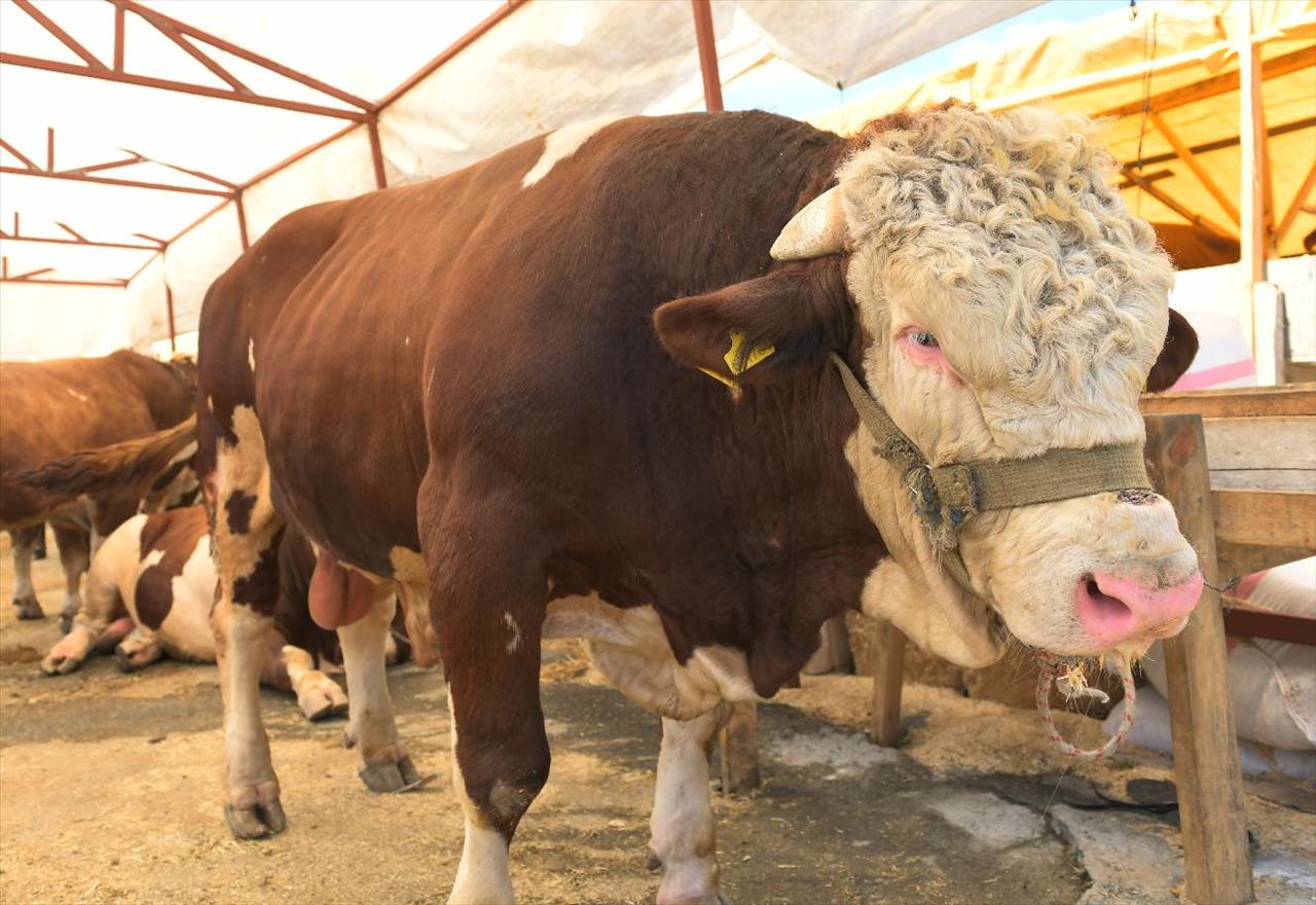 Kurbanlık Pazarının 1 Ton 200 Kiloluk Paşası Alıcısını Bekliyor

