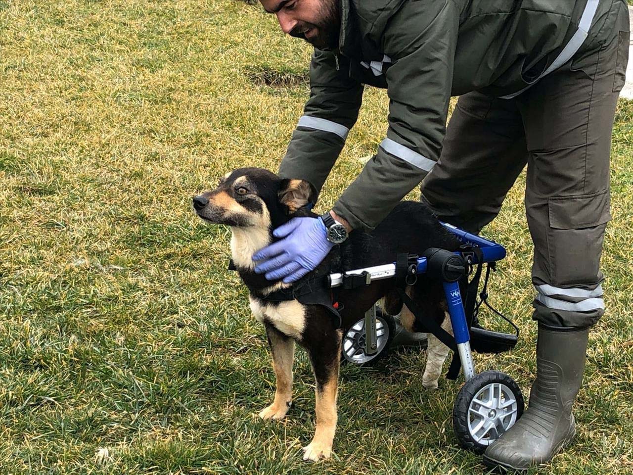 Trafik Kazasında Engelli Kalan Köpek Yürüteç İie Yeniden Hayata Tutundu