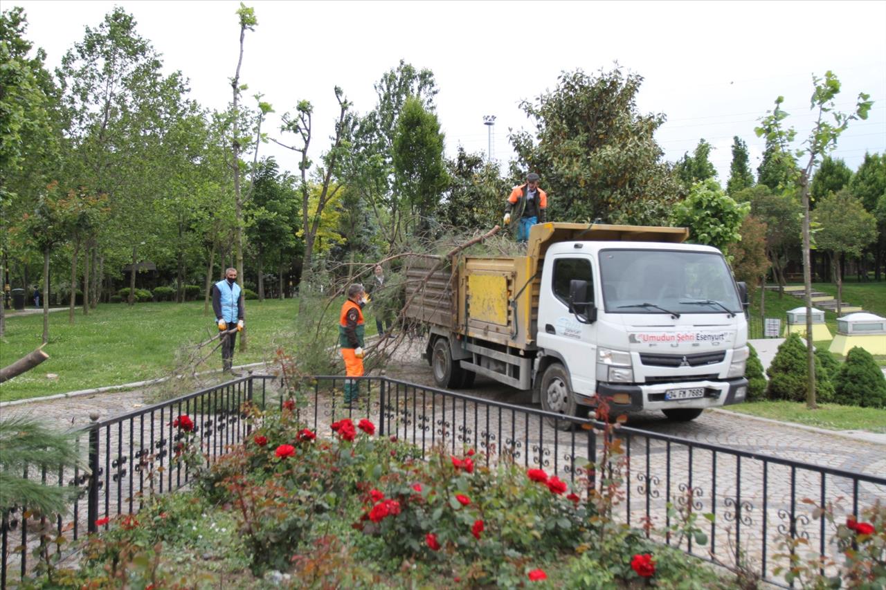 Esenyurt’ta Ağaçlar Budanıyor