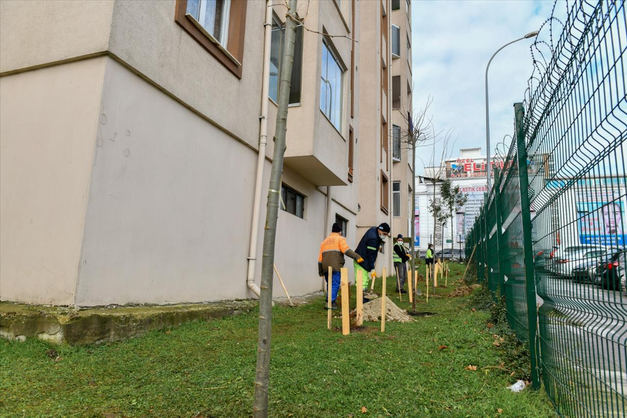 Esenyurt’ta Kesilmek Zorunda Kalan Ağaçların Yerine Yenileri Dikildi 