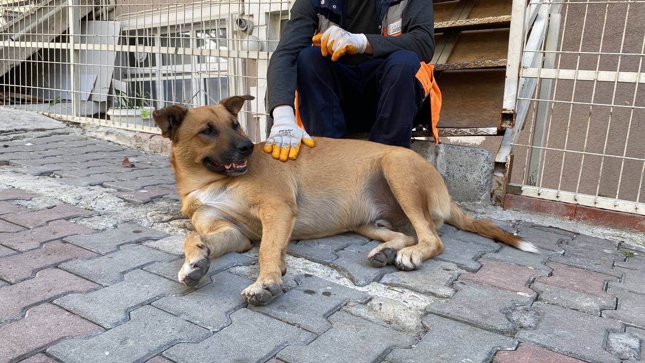 Sokak Köpeği İle Temizlik Görevlisinin Yürekleri Isıtan Dostluğu