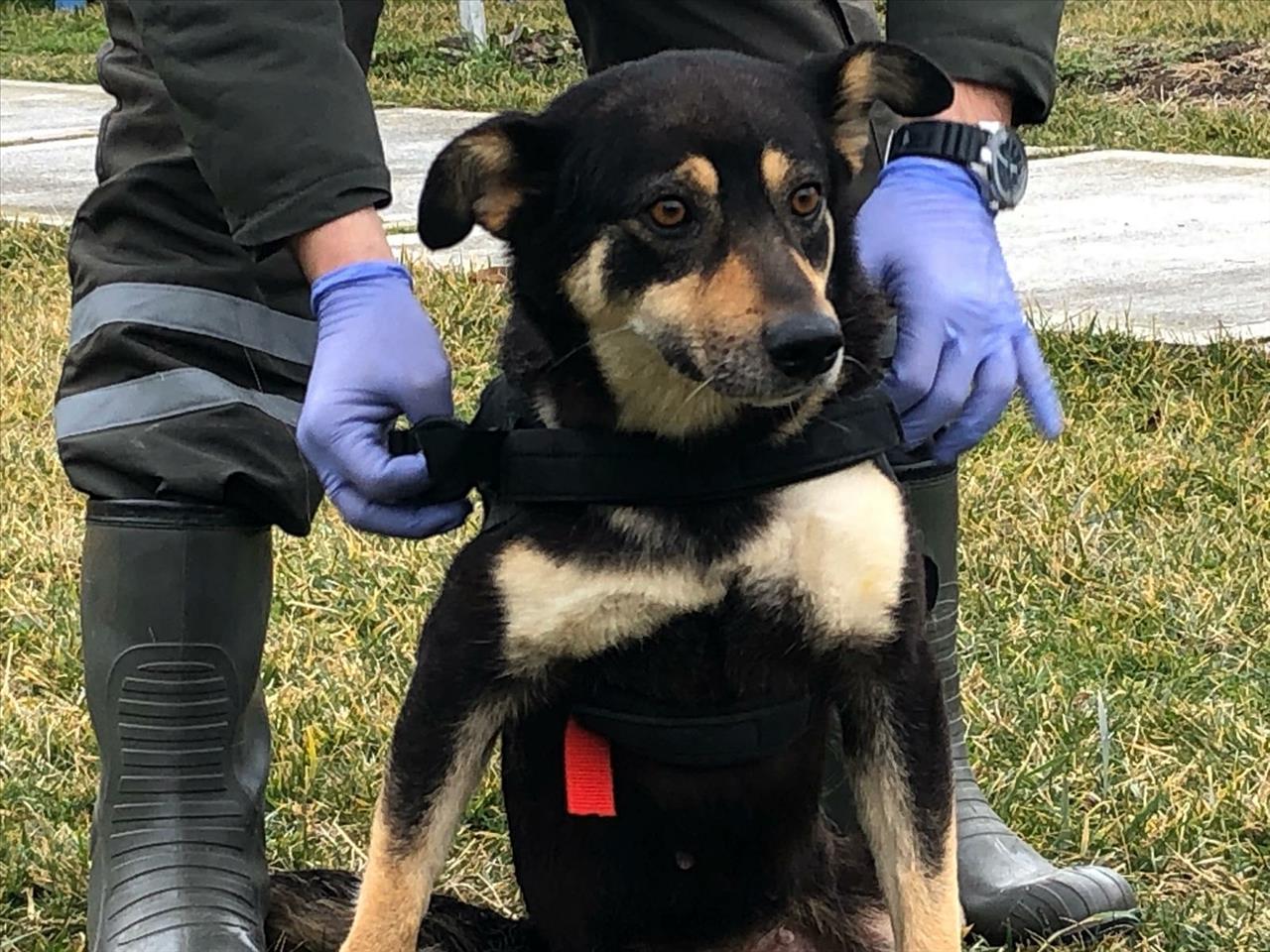 Trafik Kazasında Engelli Kalan Köpek Yürüteç İie Yeniden Hayata Tutundu