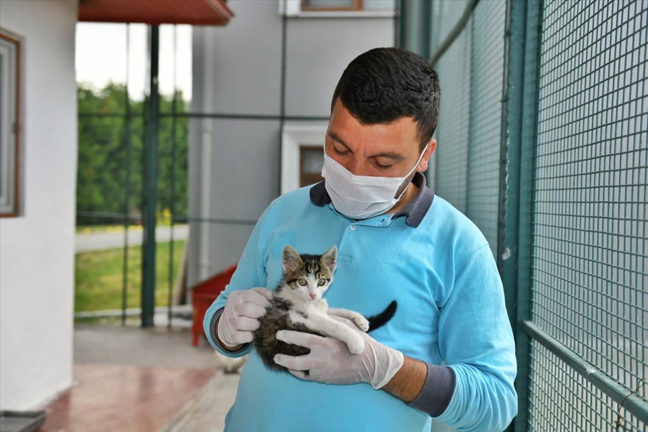 Esenyurt Belediyesi Sokak Hayvanlarına Mama Desteğini Sürdürüyor