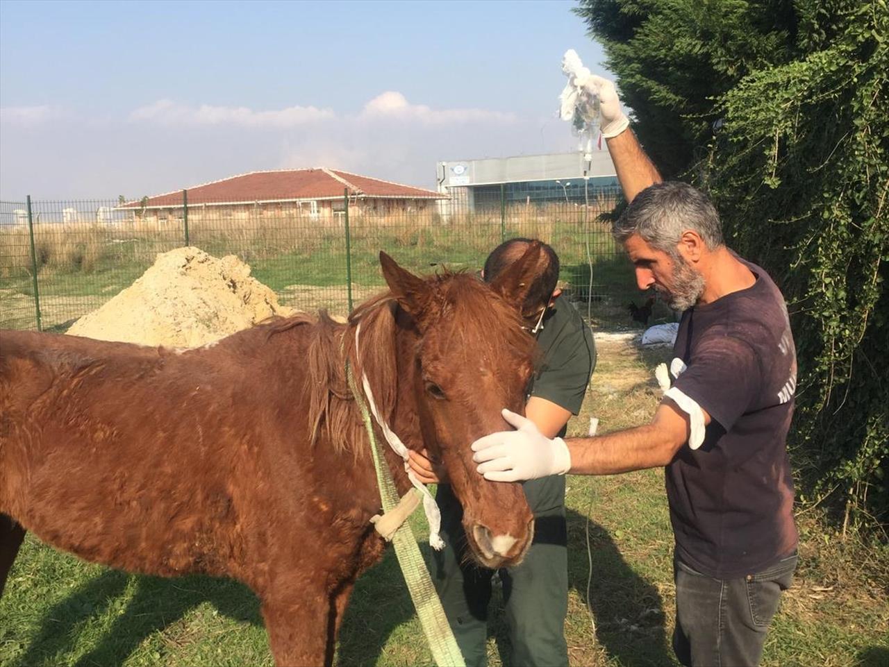 Terk Edilen Yaralı Hayvana Esenyurt Belediyesi Sahip Çıktı 