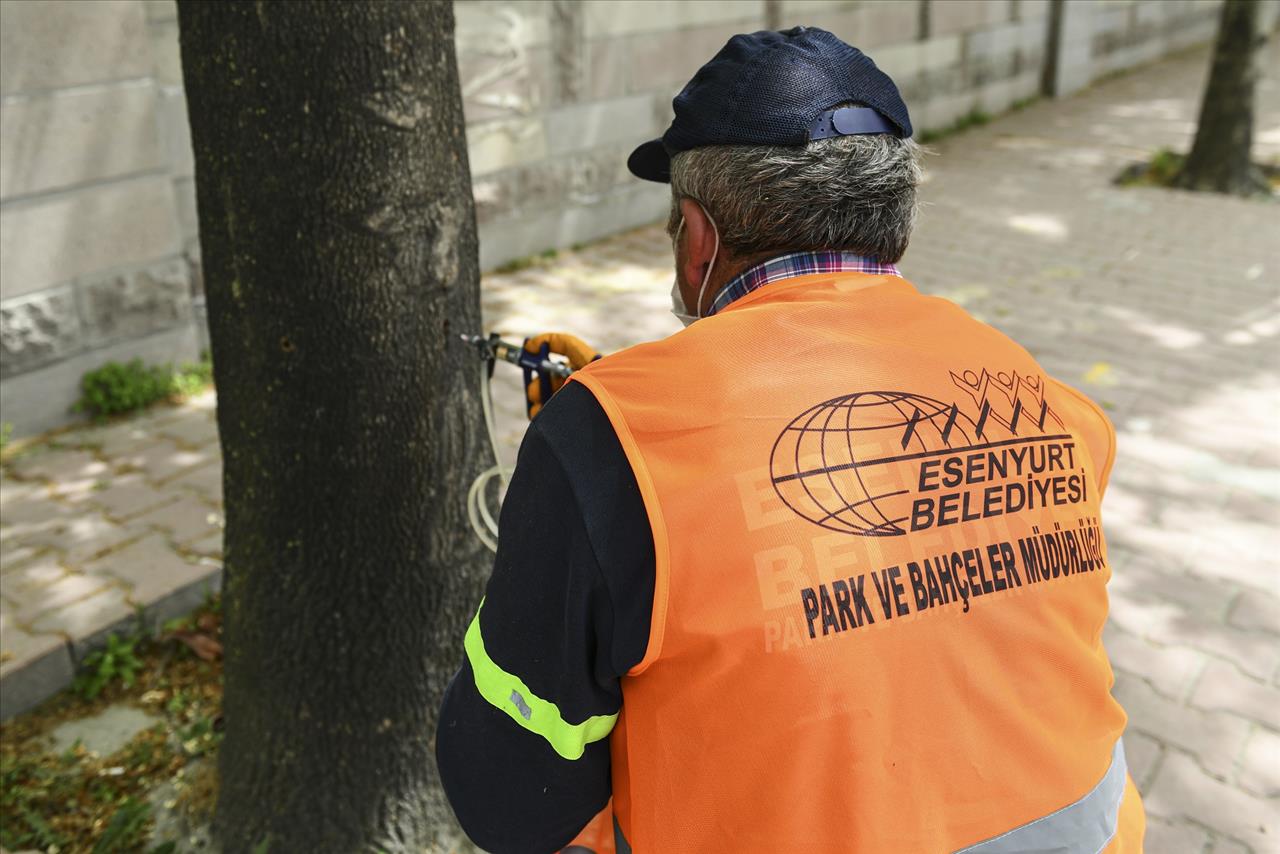 Teke Böceğiyle Mikroenjeksiyon Yöntemi İle Mücadele Ediliyor