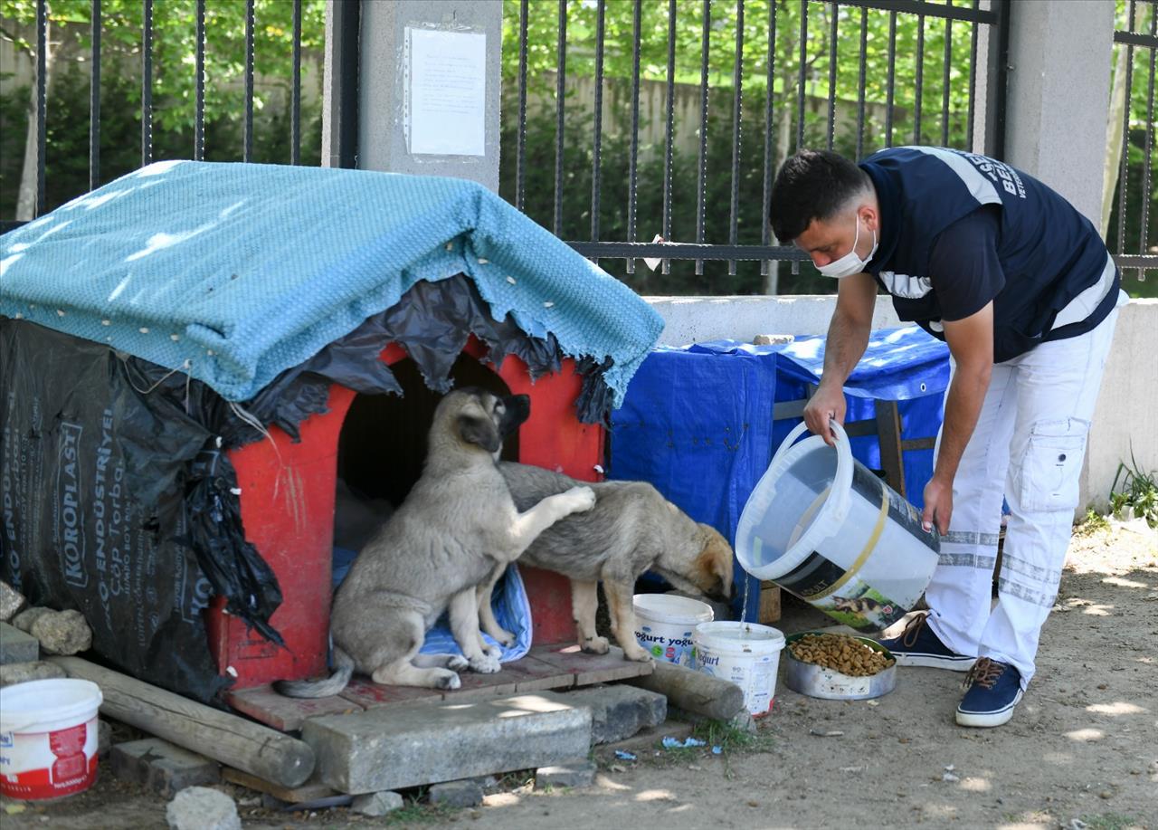 Esenyurt Belediyesi, ‘Tam Kapanma’ Döneminde De Can Dostlarımızı Yalnız Bırakmıyor