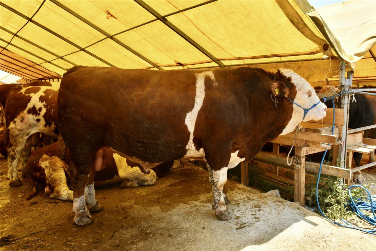 Kurban Pazarının 1 Ton 200 Kiloluk Kral’ı Alıcısını Bekliyor