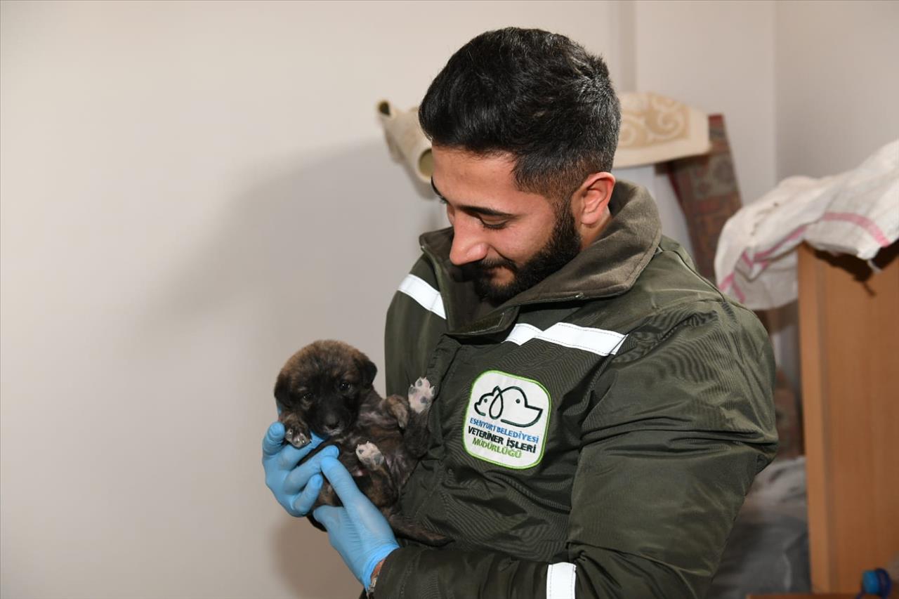 Annesiz Kalan Yavru Köpeğe Esenyurt Belediyesi Sahip Çıktı