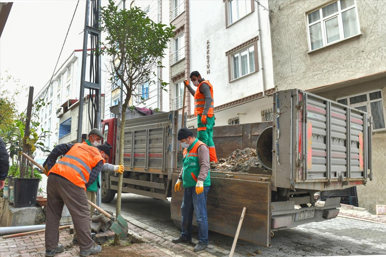 Esenyurt’ta Ağaçlandırma Çalışmaları Devam Ediyor