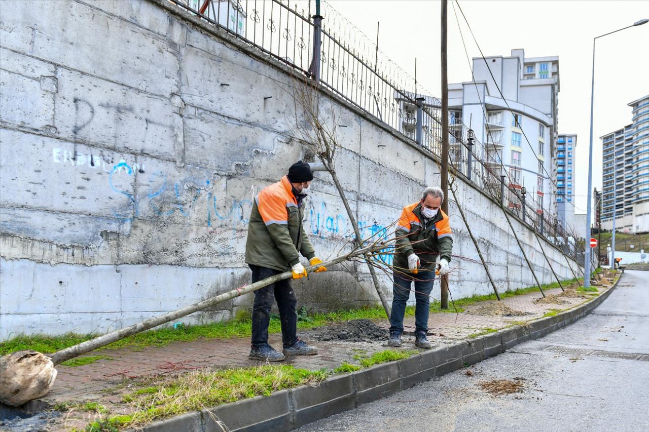 Esenyurt’a Ihlamur Ve Akasya Ağaçları Dikildi