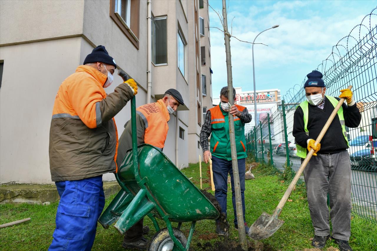 Esenyurt’ta Kesilmek Zorunda Kalan Ağaçların Yerine Yenileri Dikildi 