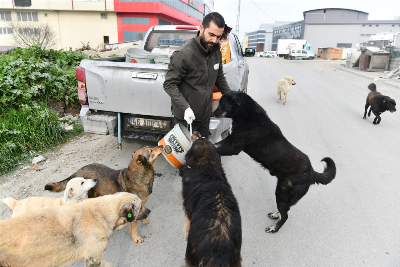 Esenyurt Belediyesi Can Dostlarımızı Yalnız Bırakmıyor