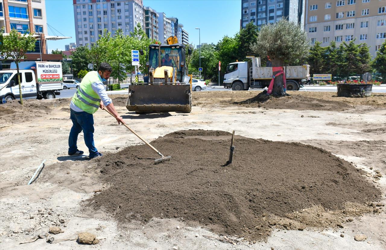 Esenyurt’ta Yüz Yaşını Aşmış Zeytin Ağaçları Dikildi