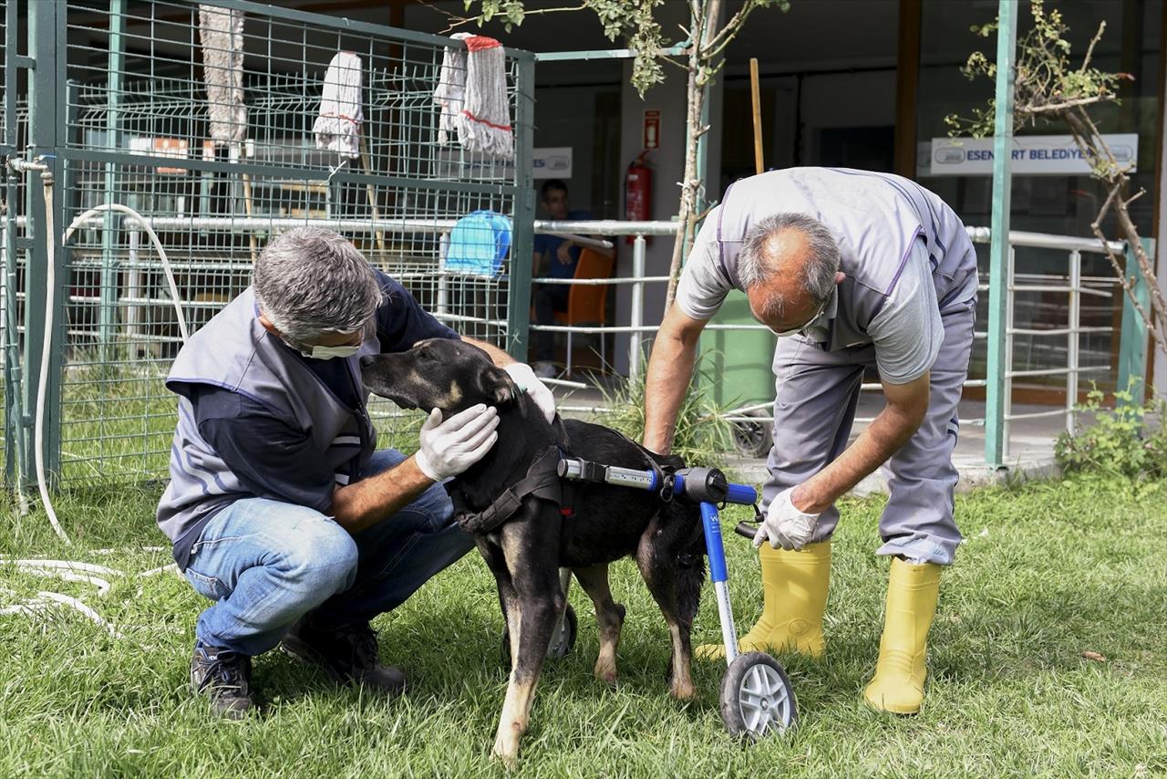 Umut Köpek Özel Tasarlanan Ortopedik Yürüteçle Hayata Tutunuyor 