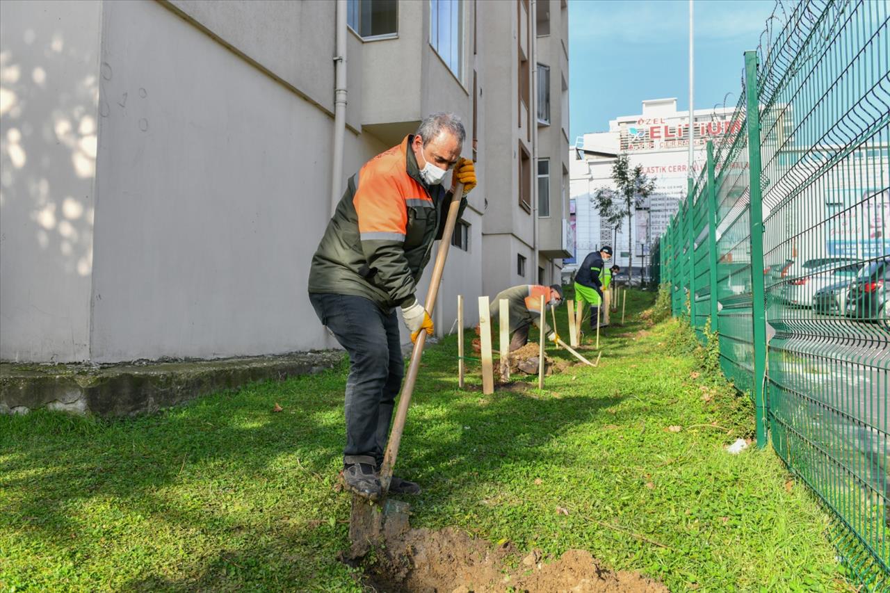 Esenyurt’ta Kesilmek Zorunda Kalan Ağaçların Yerine Yenileri Dikildi 