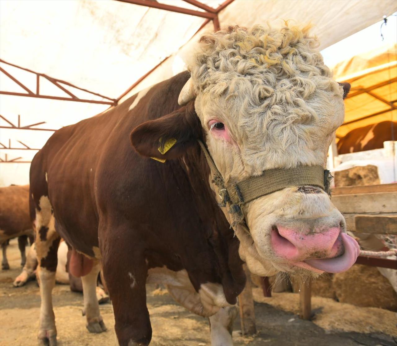 Kurbanlık Pazarının 1 Ton 200 Kiloluk Paşası Alıcısını Bekliyor

