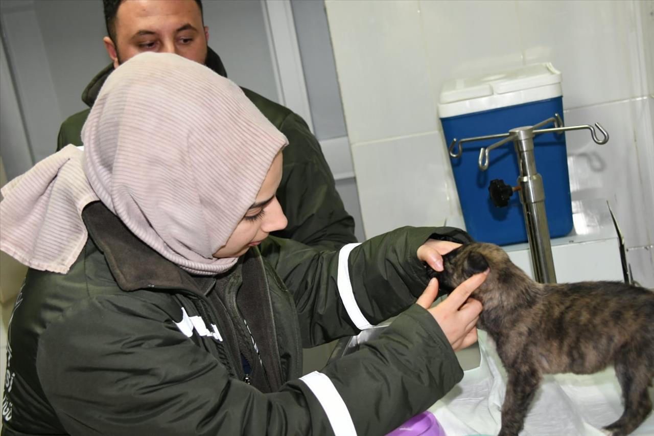 Annesiz Kalan Yavru Köpeğe Esenyurt Belediyesi Sahip Çıktı