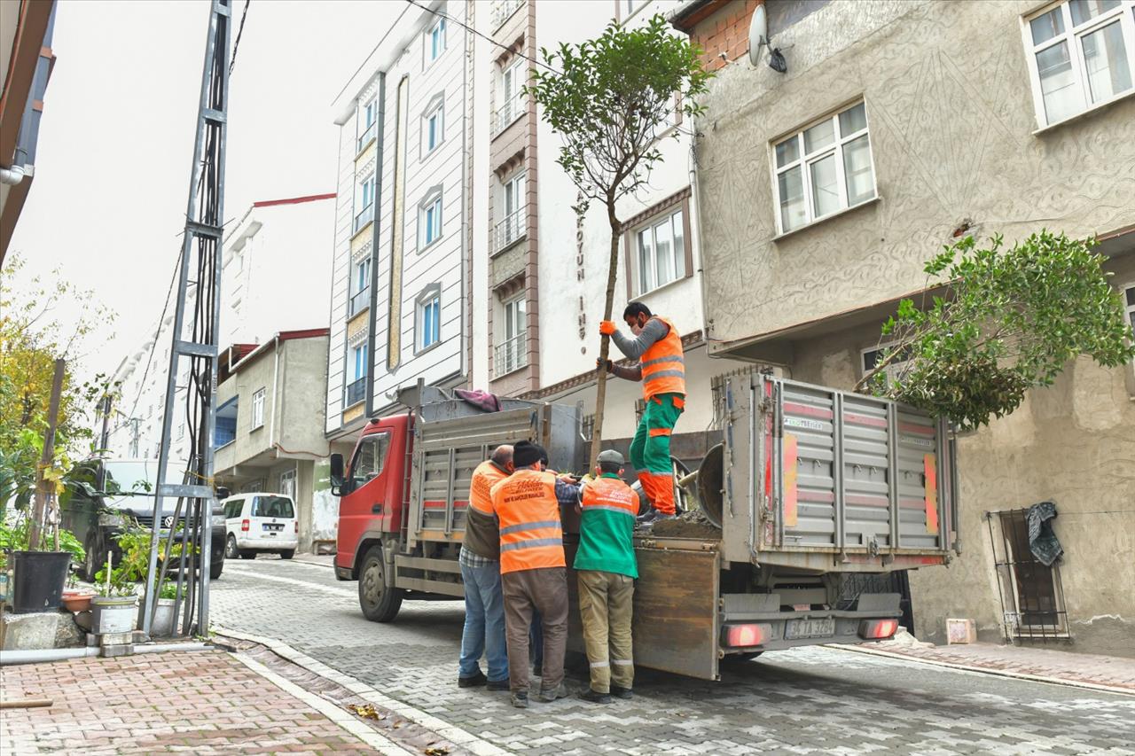 Esenyurt’ta Ağaçlandırma Çalışmaları Devam Ediyor