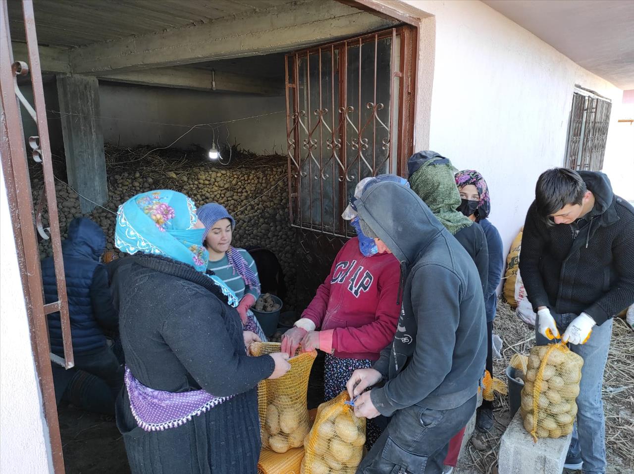 Üreticinin Elinde Kalan Patatesler Alınarak İhtiyaç Sahiplerine Dağıtılıyor 