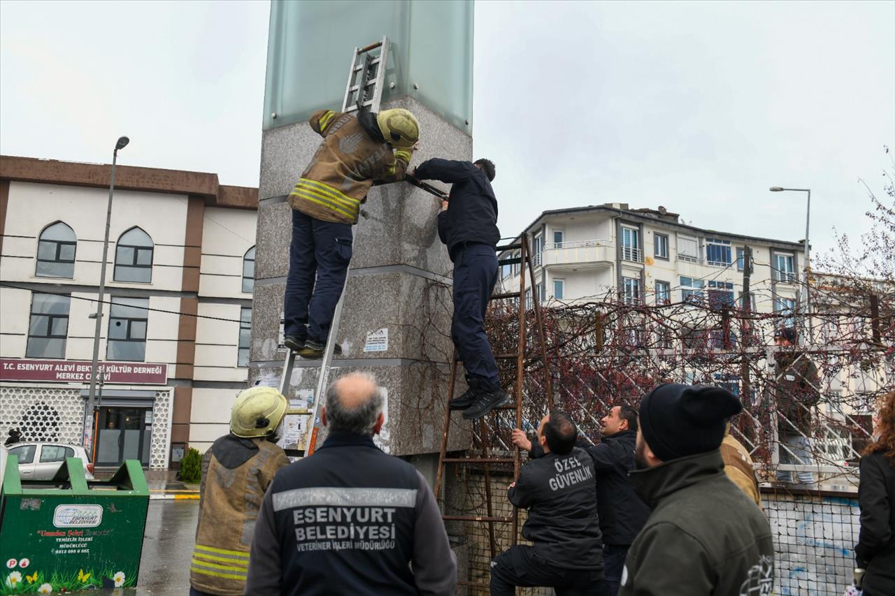 Kolon Arasında Mahsur Kalan Yavru Kedileri Belediye Ekipleri Kurtardı