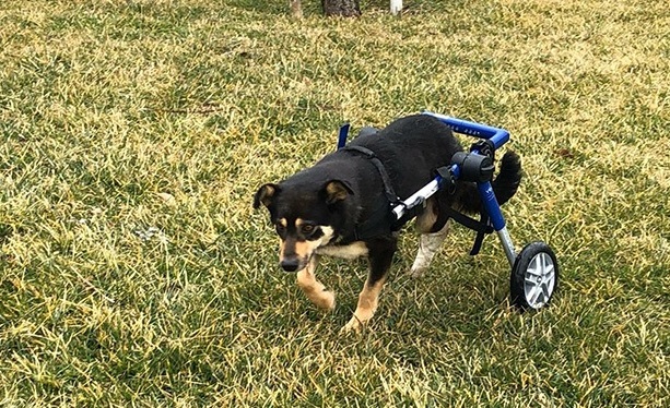 Trafik Kazasında Engelli Kalan Köpek Yürüteç İie Yeniden Hayata Tutundu