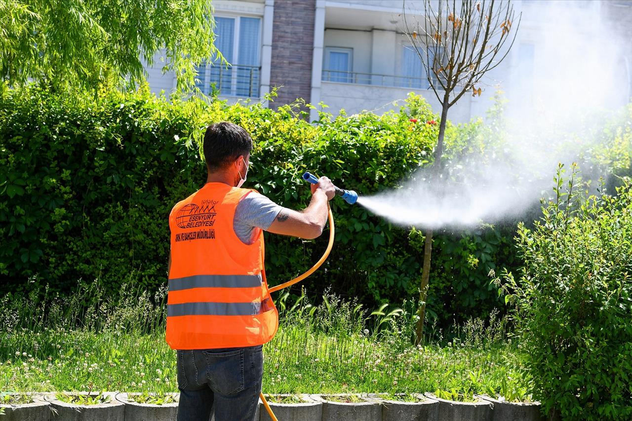 Esenyurt Belediyesi Ağaçları Zararlı Böceklere Karşı İlaçlıyor