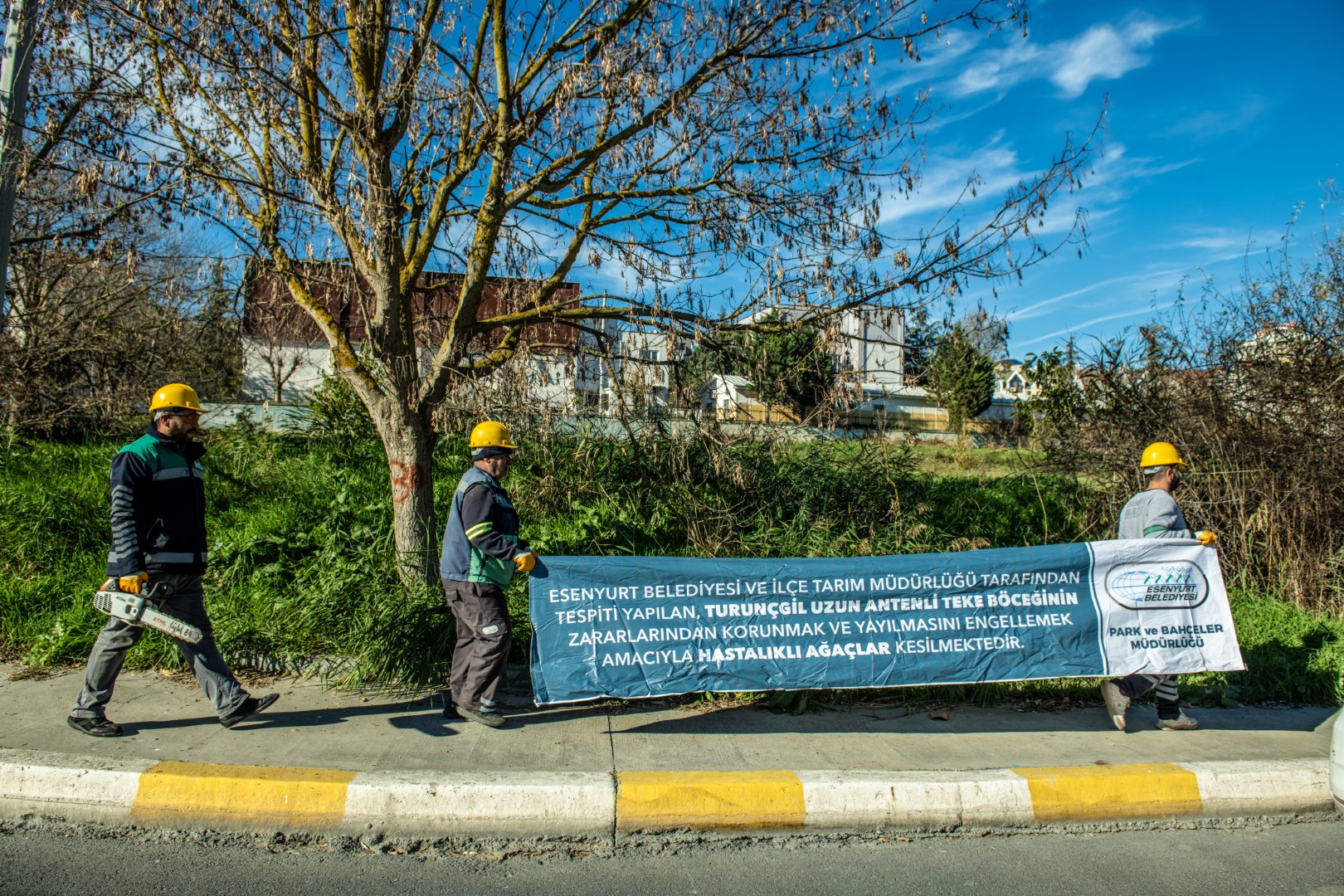 Esenyurt’ta “Uzun Antenli Teke Böceği”Ne Karşı Yoğun Mücadele: 